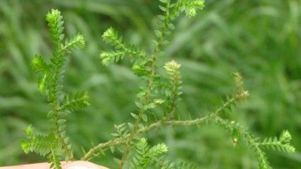 African Club Moss 02 Photo Credit Auckland Council