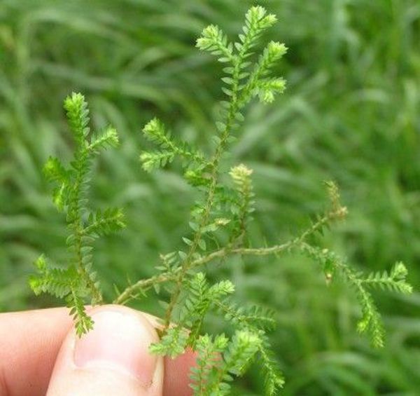 African Club Moss 02 Photo Credit Auckland Council