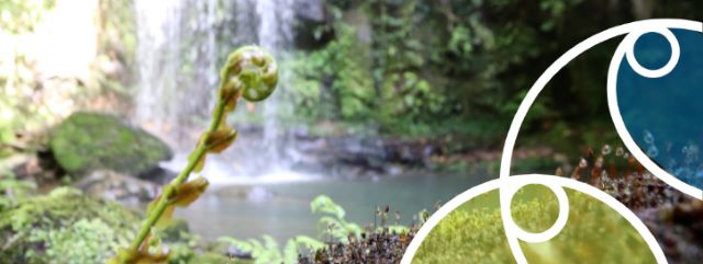 Essential freshwater banner waterfall and fern koru.