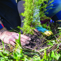 Planting and establishment