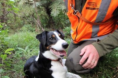 Biosecurity dog Rusty.