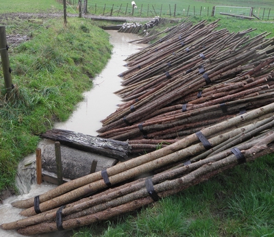 Poplar poles in stream