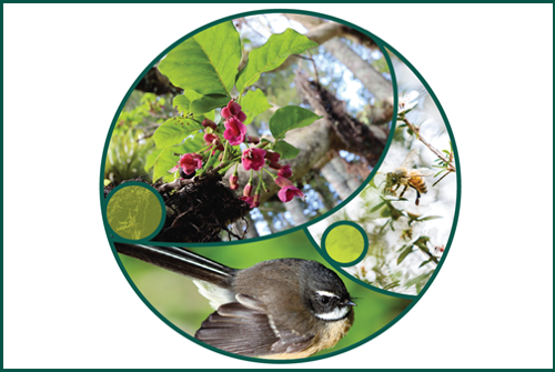 Open 'A planter's handbook for Northland natives'. (PDF, 1.2MB - opens in a new tab).