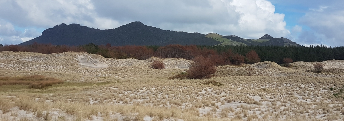 Dying wilding pines behind sand dunes.