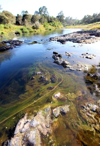 Algae in water at Lily Pond Lane.