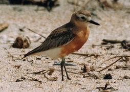 NZ dotterel.