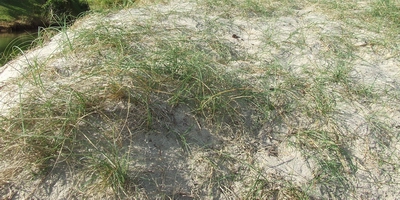 Sand sedge (Carex pumila).