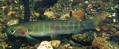 Banded kōkopu (© Rowan Strickland). 