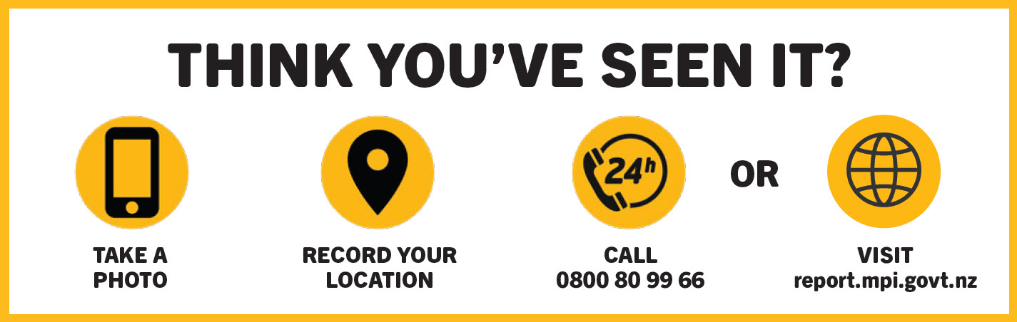 Think you've seen caulerpa? Take a photo, record your location, call 0800 80966 or visit report.mpi.govt.nz