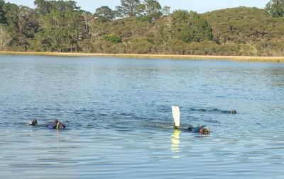 Divers surveying a Northland lake for plant pests and biodiversity monitoring.