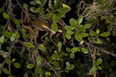 Tree weta on Coprosma pedicellata (Photo: A Townsend, DoC).