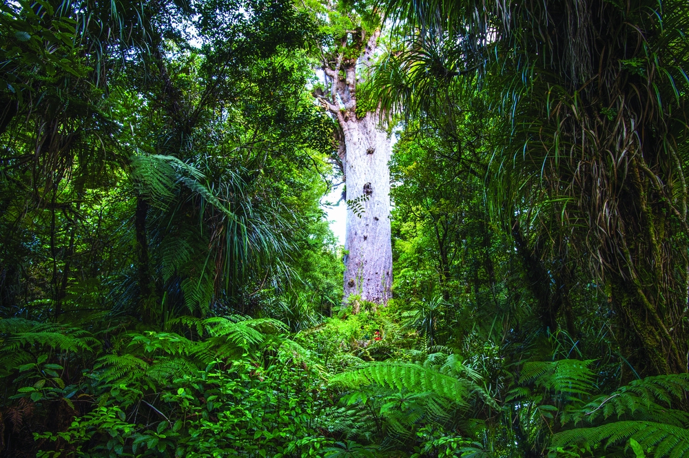 Kauri tree Tane Mahuta.