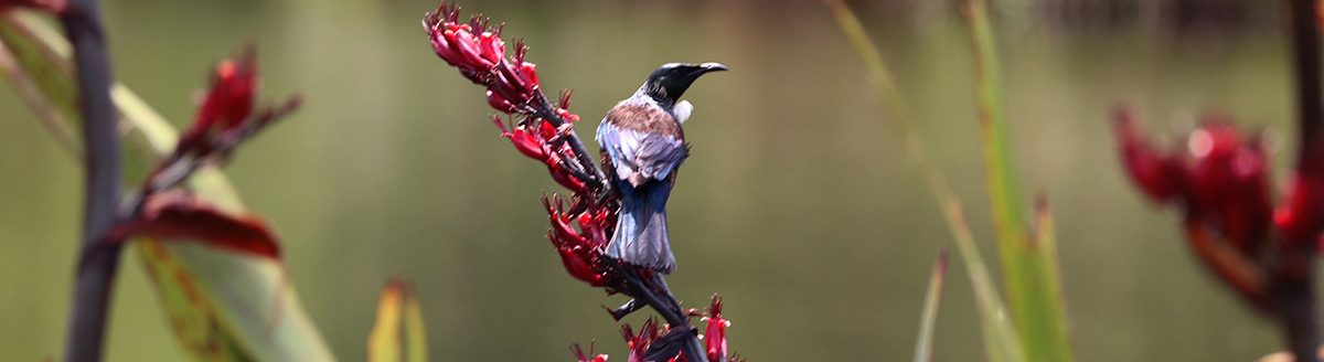 Tui on flax near water