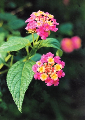 Healthy lantana plant in flower.