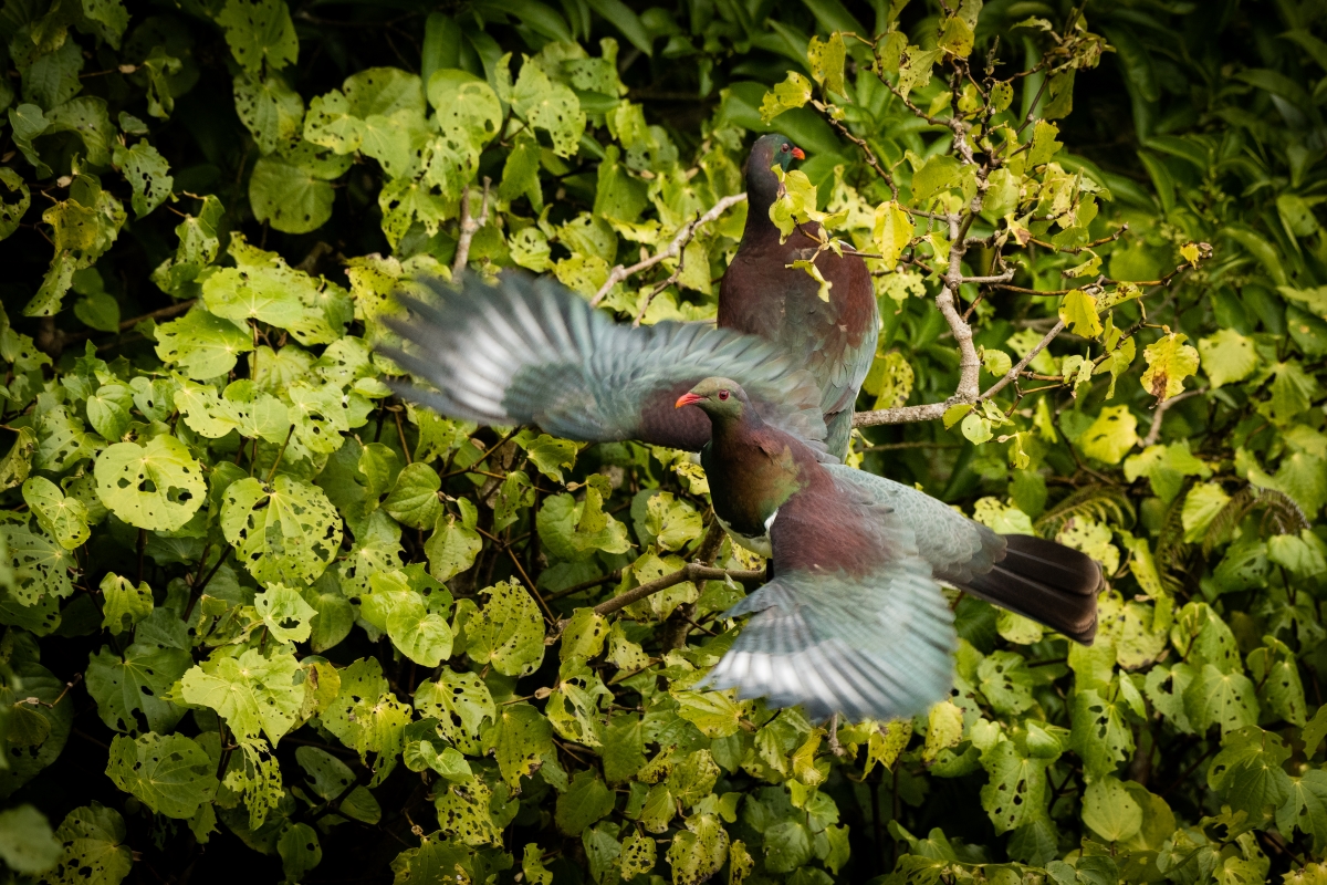 Kereru Kerikeri Peninsula CPCA Story (Photo Dean Wright) (1200X800)