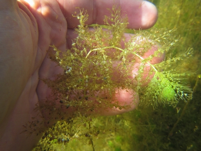 Native bladderwort - Te Paki (NIWA image).