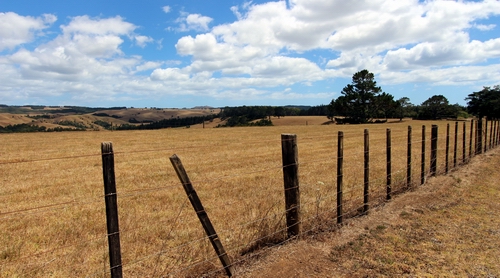 Dry brown grass on farm.