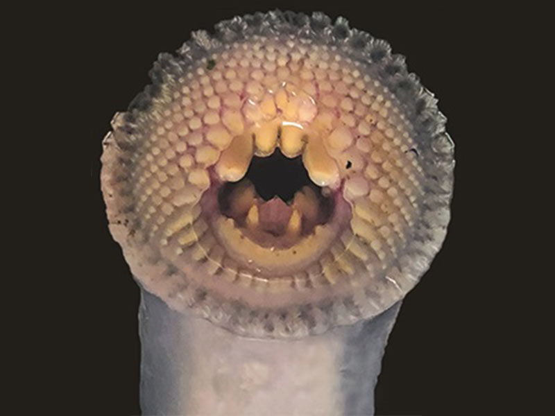 A close up of the mouth of a Piharau, or Lamprey, showing its many teeth.