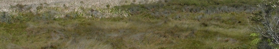 Aurere Stream wetland.