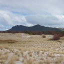 Significant funding announced for Northland wilding pines projects