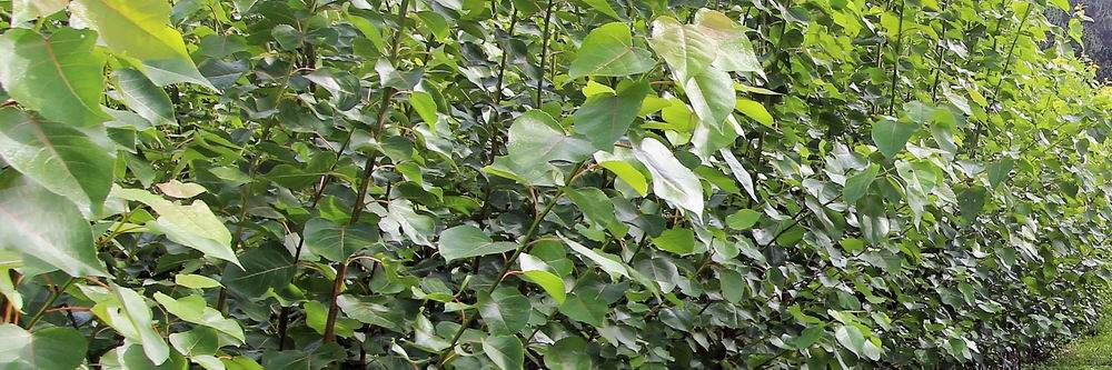 Poplar tree leaves.