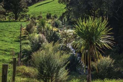 Planted riparian area.