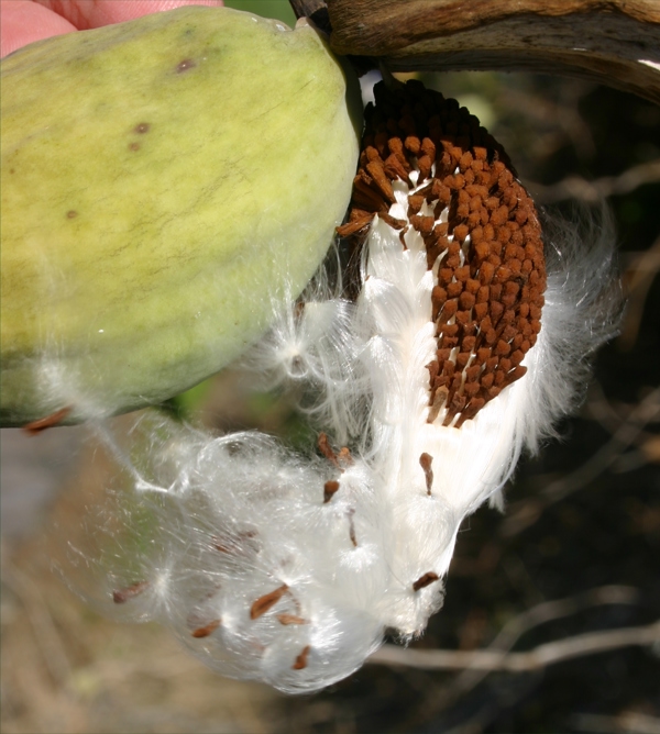 Moth Plant Photo Credit Trevor James And Weedbusters 4