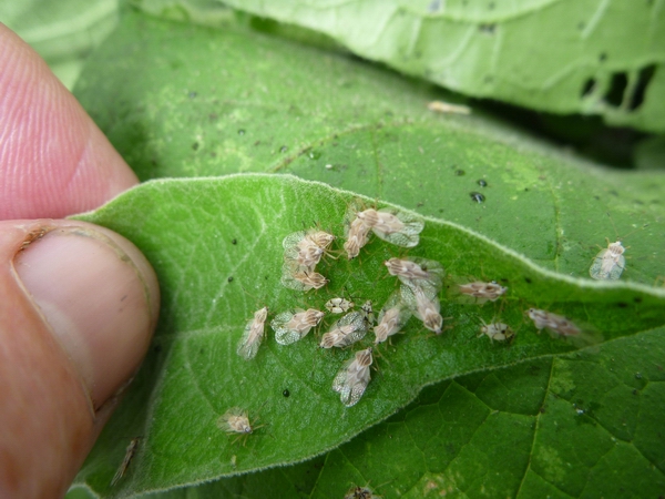 Tobacco weed lacebugs