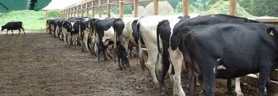 Dairy cows on a feed pad.