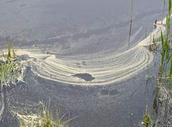 Pollen in water.