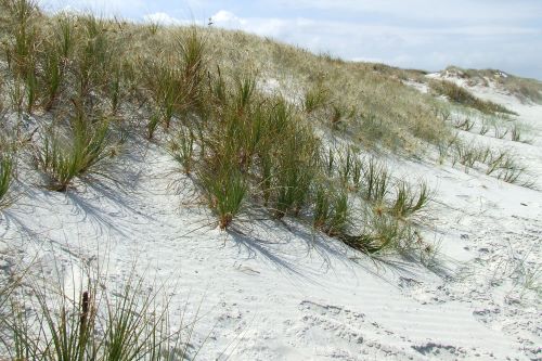 Pingao (foreground) and spinifex are able to tolerate the harsh front dune environment and are important sand-binding plants.