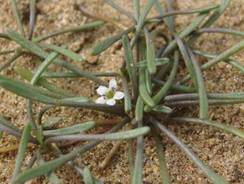 Photo of turf plant Limnosella lineata, found on the shores of Lake Omapere.