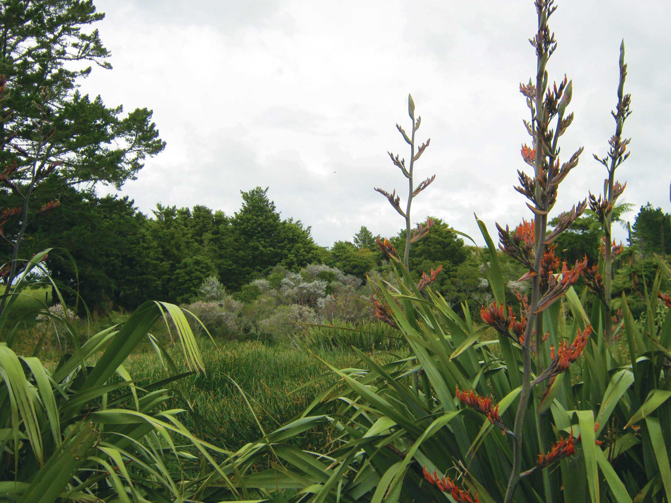 Wetland in Northland, Flax Harakeke in foreground