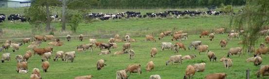 Cows in a paddock.