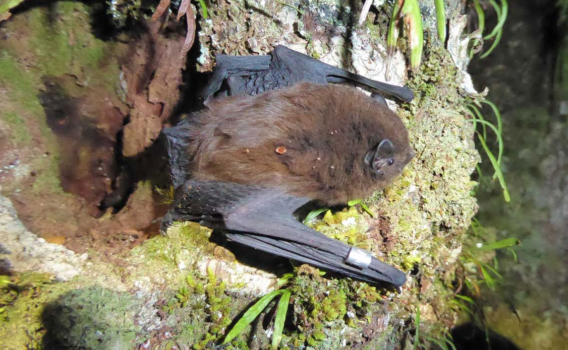 Pekapeka tou roa (NZ Long-tailed bat/Chalinolobus tuberculatus) – photo credit Colin O’Donnell, DOC.