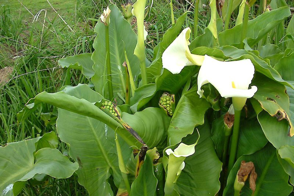 Arum lily with green berries. (Photo: Weedbusters).