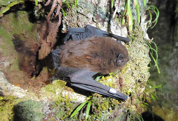 Long Tail Bat In Tree (Credit Colin Odonnell DOC)