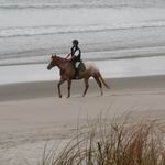 Horse on the beach.