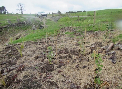 Plantings in the fenced gully.