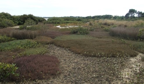 Mangawhai saltmarsh.