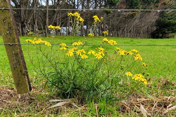 Madagascar Ragwort Whole Plant Cropped Photo Credit Julianne Bainbridge