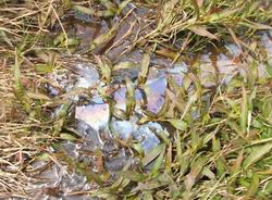 Rotting vegetation with rainbow sheen. 