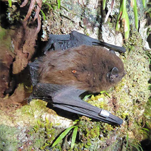 Long Tail Bat in a tree (Credit Colin O’Donnell, DOC)