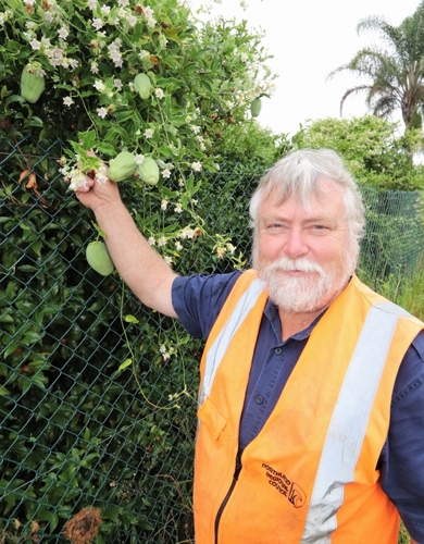 Biosecurity officer with flowering moth plant.