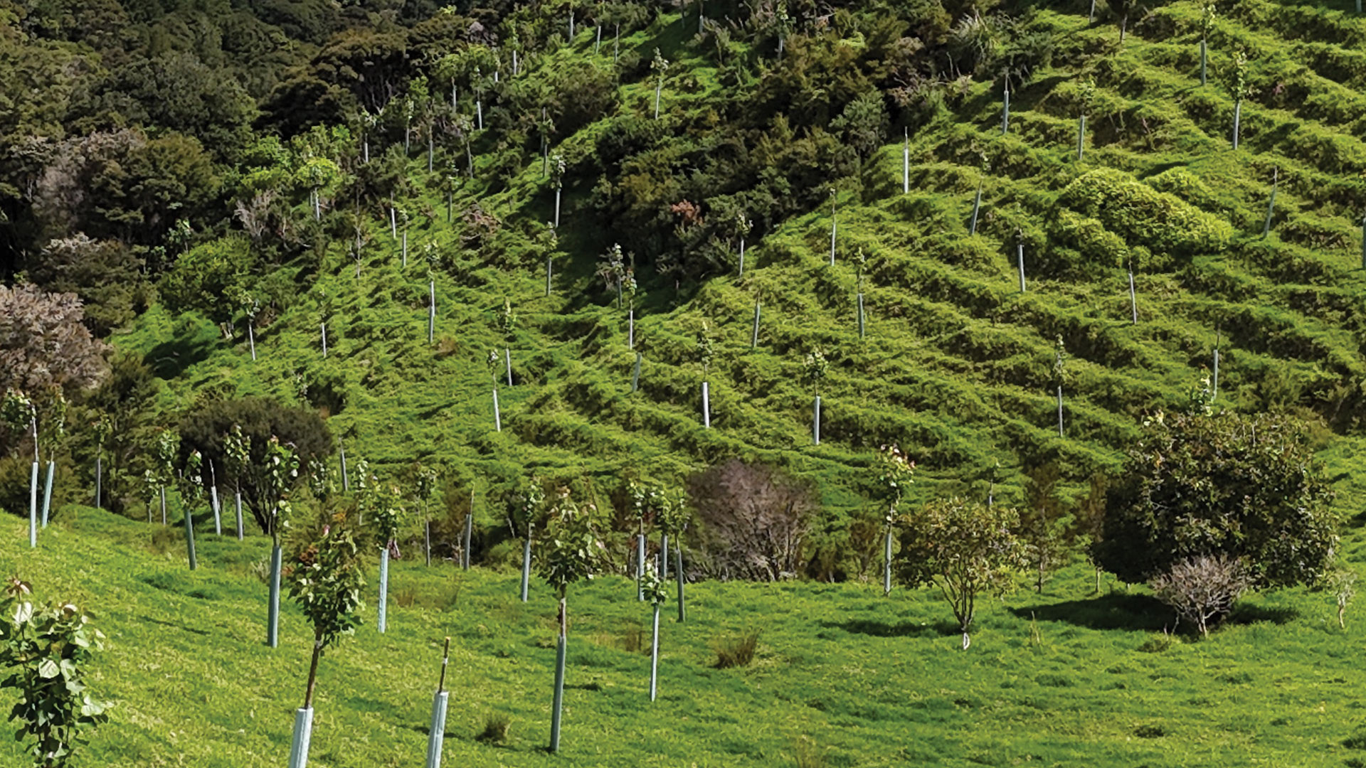 Steep farmland planted with poplar poles.