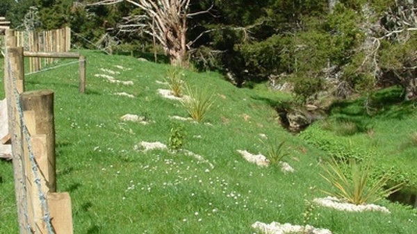 Fenced Waterway And Plantings (400)