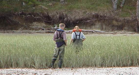 Spartina incursion in the Otamatea arm of the Kaipara Harbour.