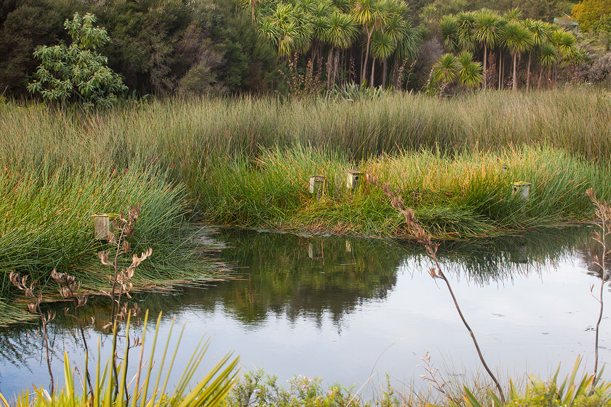 Dragonfly Springs Wetland in Onerahi, Whangārei.