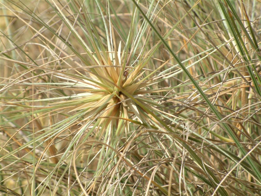 Female spinifex flower-heads can be up to 25 cm diameter, they break free at maturity and roll across the sand.