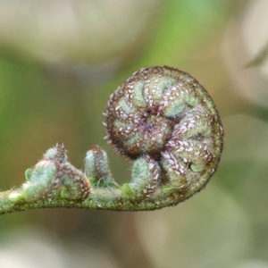 Koru Closeup 2 (400)